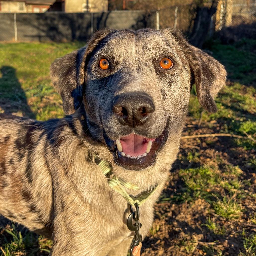 Enlarge Milo, a Adoptable Mixed Breed in Bentonville, AR image 5/6