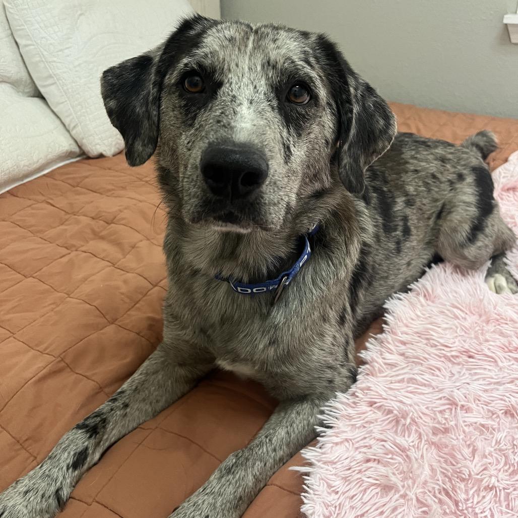 Enlarge Milo, a Adoptable Mixed Breed in Bentonville, AR image 6/6