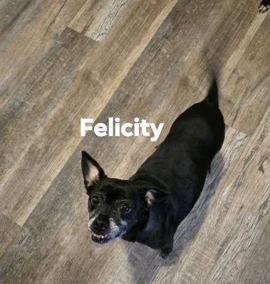Enlarge Felicity, a Adoptable mixed breed in Irwin, PA image 1/1