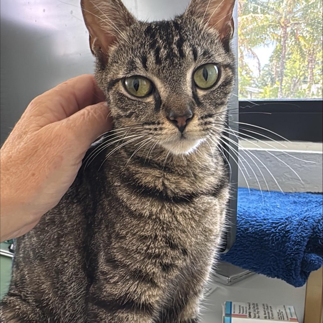 Nala, Adoptable, Young Female Domestic Short Hair.