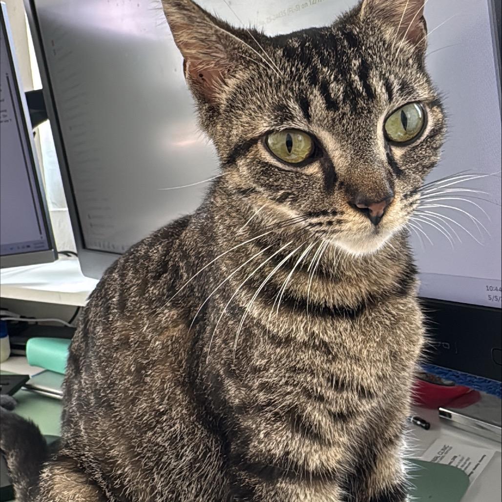 Nala, a Adoptable Domestic Short Hair in Lauderhill, FL image 2/4