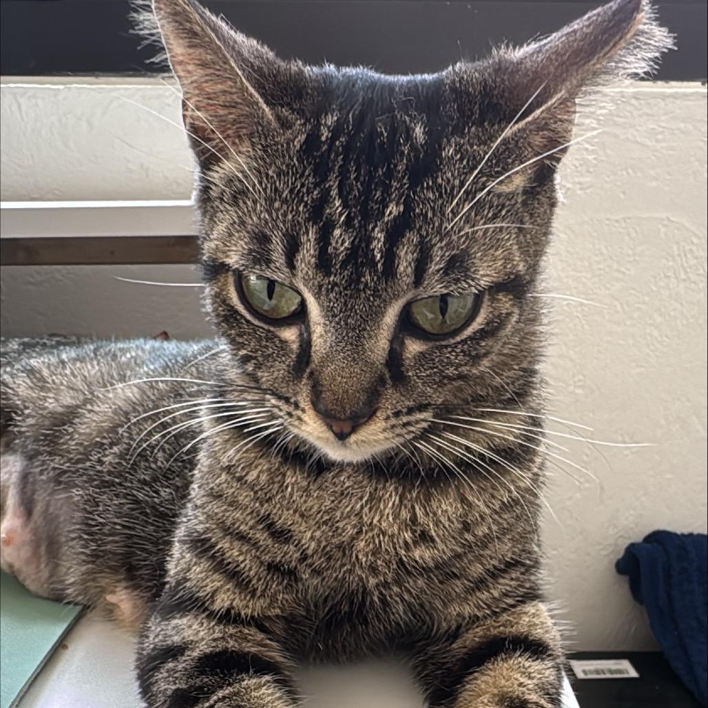 Nala, a Adoptable Domestic Short Hair in Lauderhill, FL image 3/4