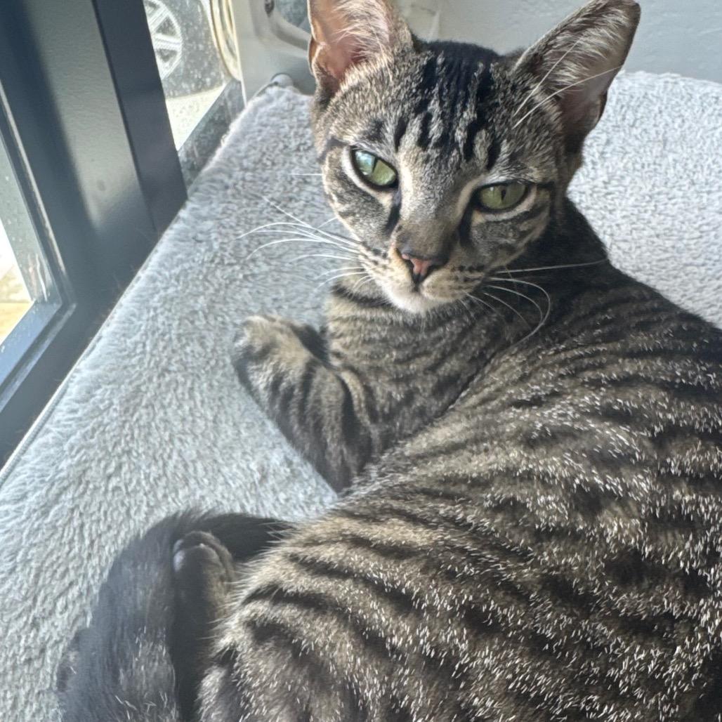 Nala, a Adoptable Domestic Short Hair in Lauderhill, FL image 4/4