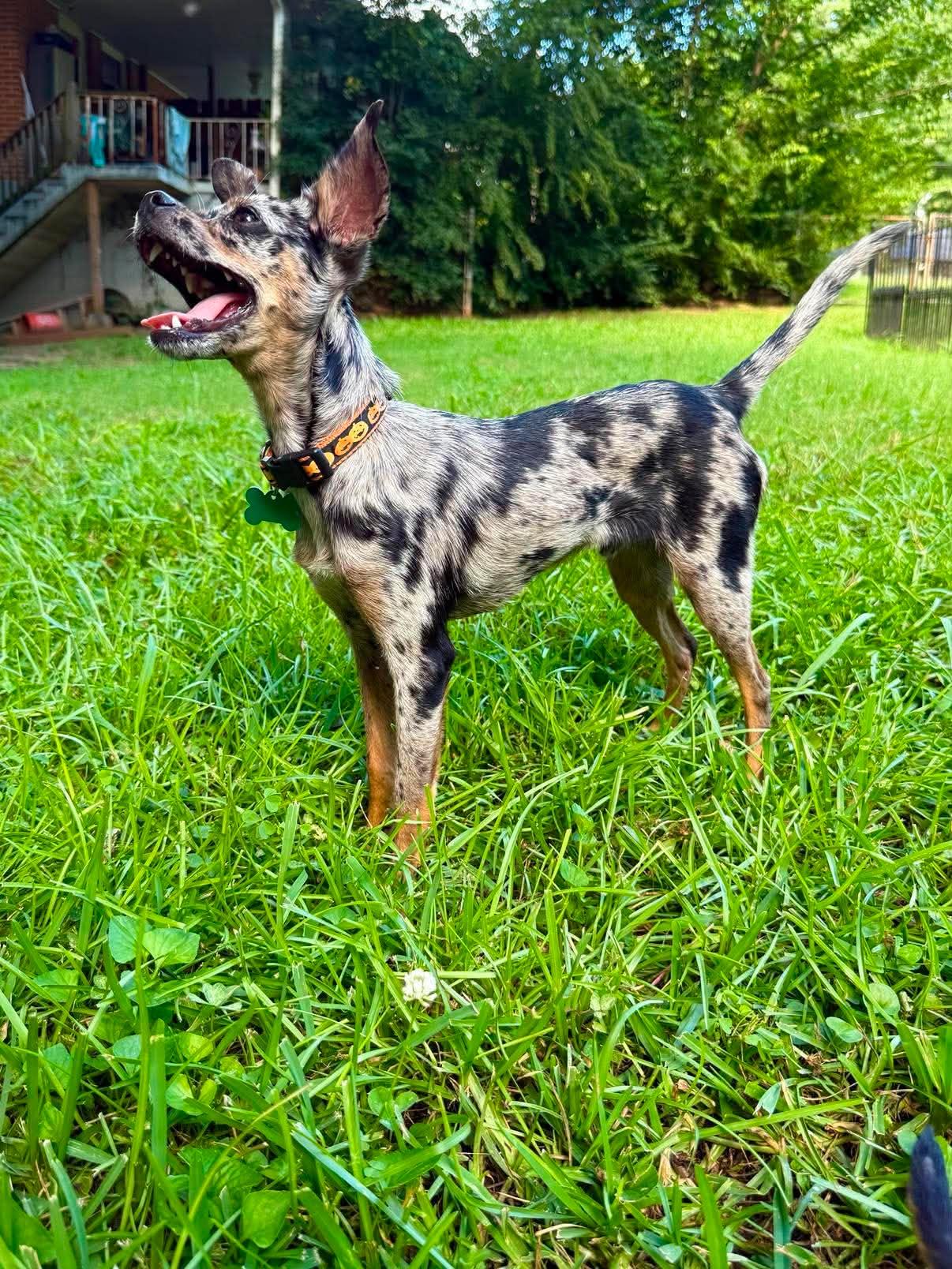 Eugene, ADOPTABLE, Young Male Chihuahua.