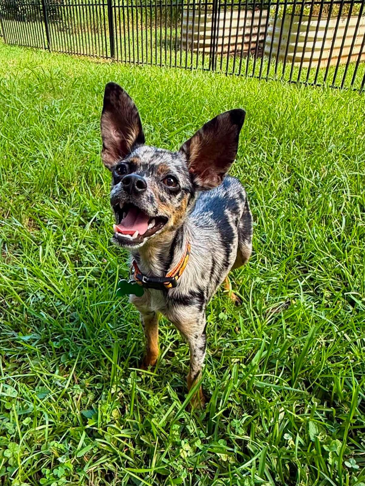 Eugene, a ADOPTABLE mixed breed in East Point, GA image 2/2