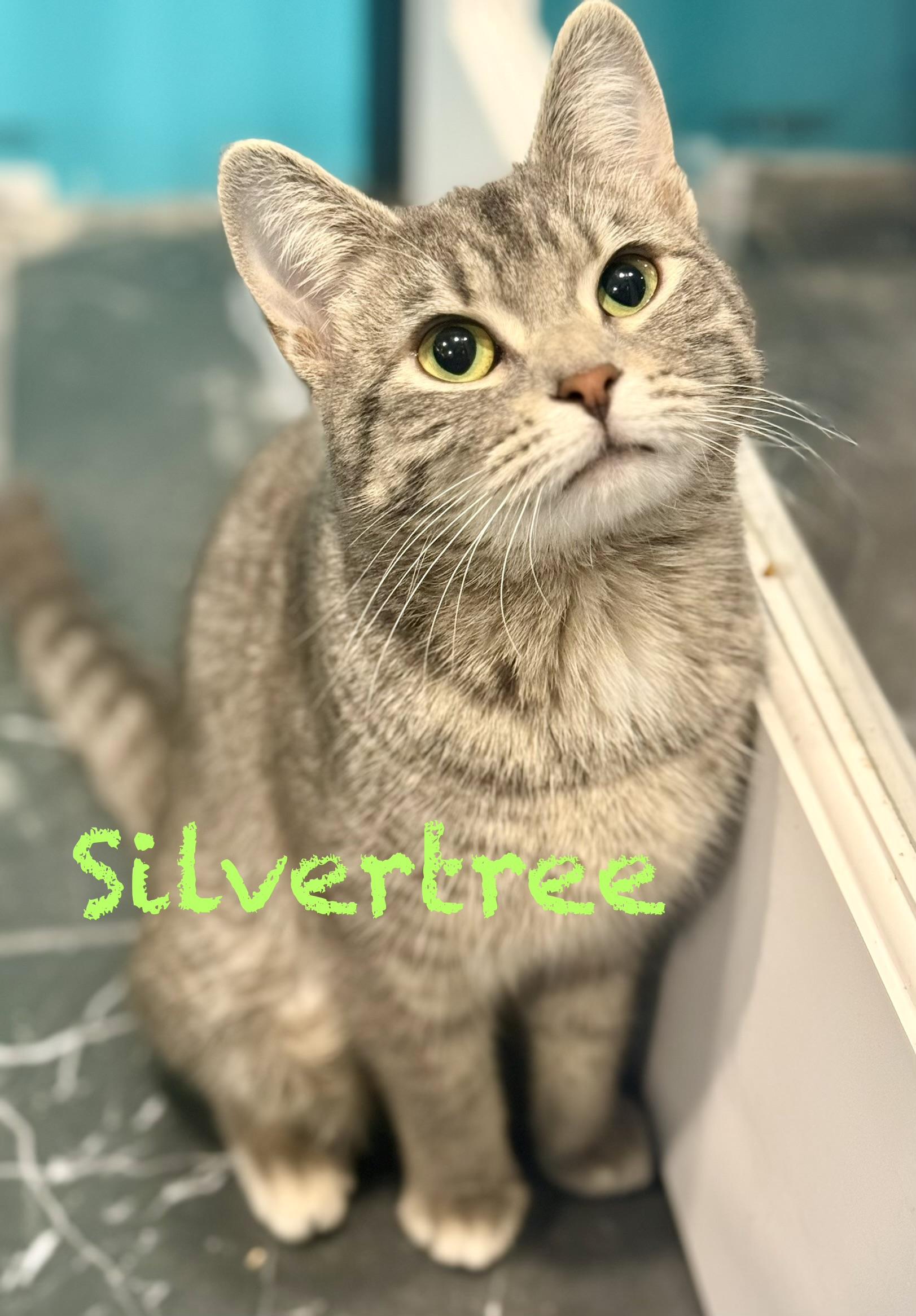 Silvertree, adopted, Kitten Female Domestic Short Hair.