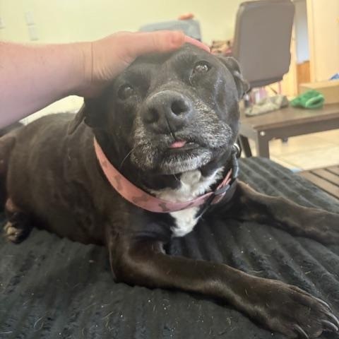 Kia, a ADOPTABLE Pit Bull Terrier in Davis, CA image 3/3