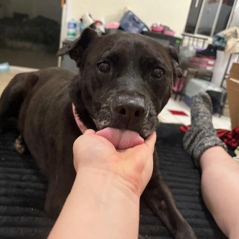 Kia, a ADOPTABLE Pit Bull Terrier in Davis, CA image 2/3