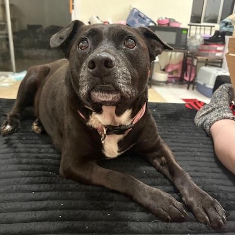 Kia, a ADOPTABLE Pit Bull Terrier in Davis, CA image 1/3