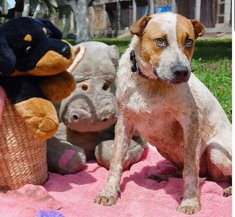 Bully, an adoptable Mixed Breed in EL COLORADO, JAL_image-1