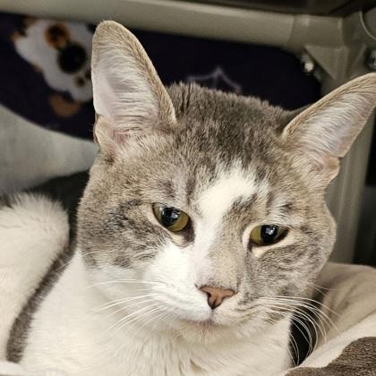 Sailor, Adoptable, Adult Male Domestic Long Hair & Domestic Short Hair.