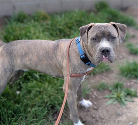 DA VINCI, Adoptable, Young Male Pit Bull Terrier.