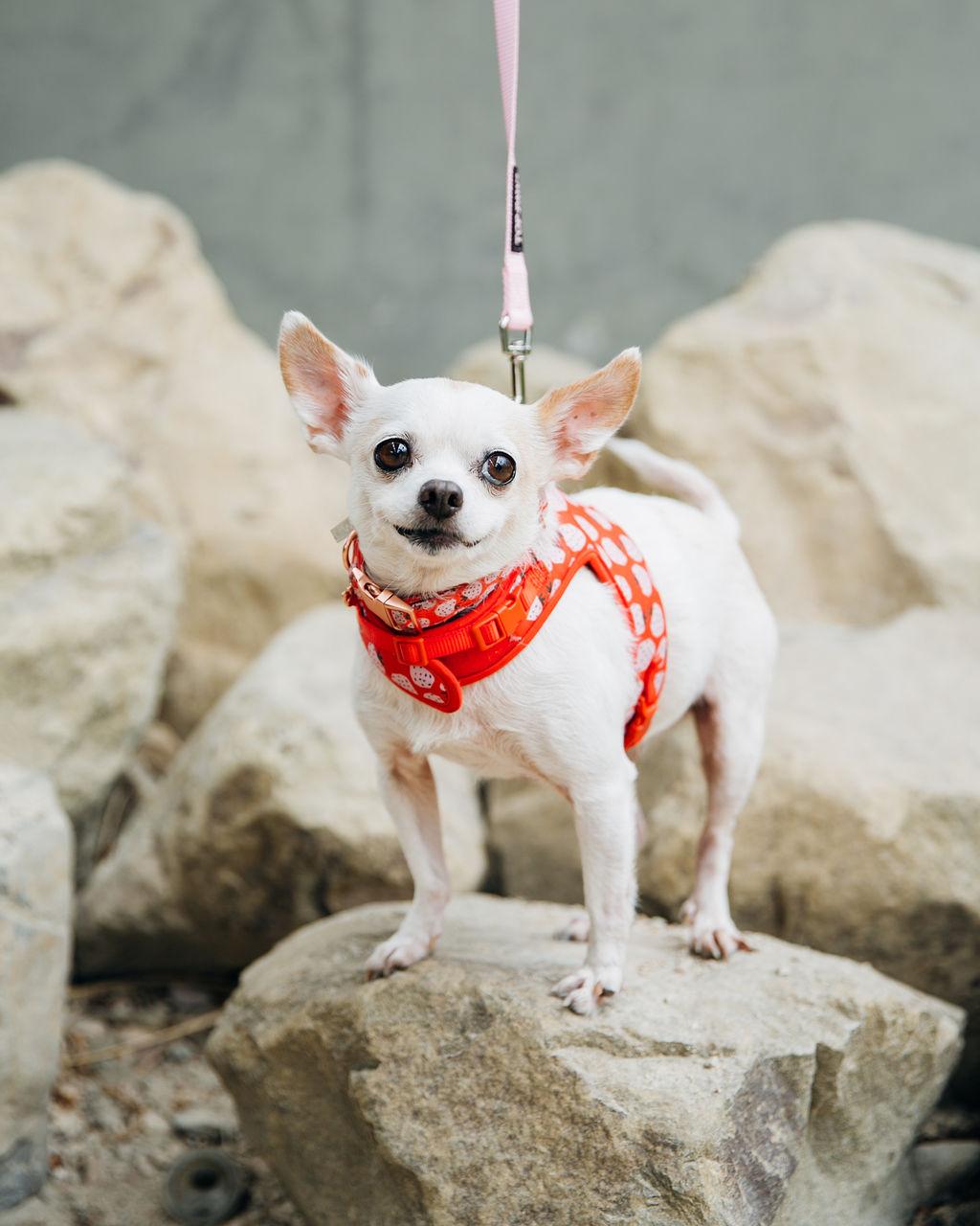 HI Im Footstool nice to meet you Im a darling little toothless chihuahua 10 years old and a weee