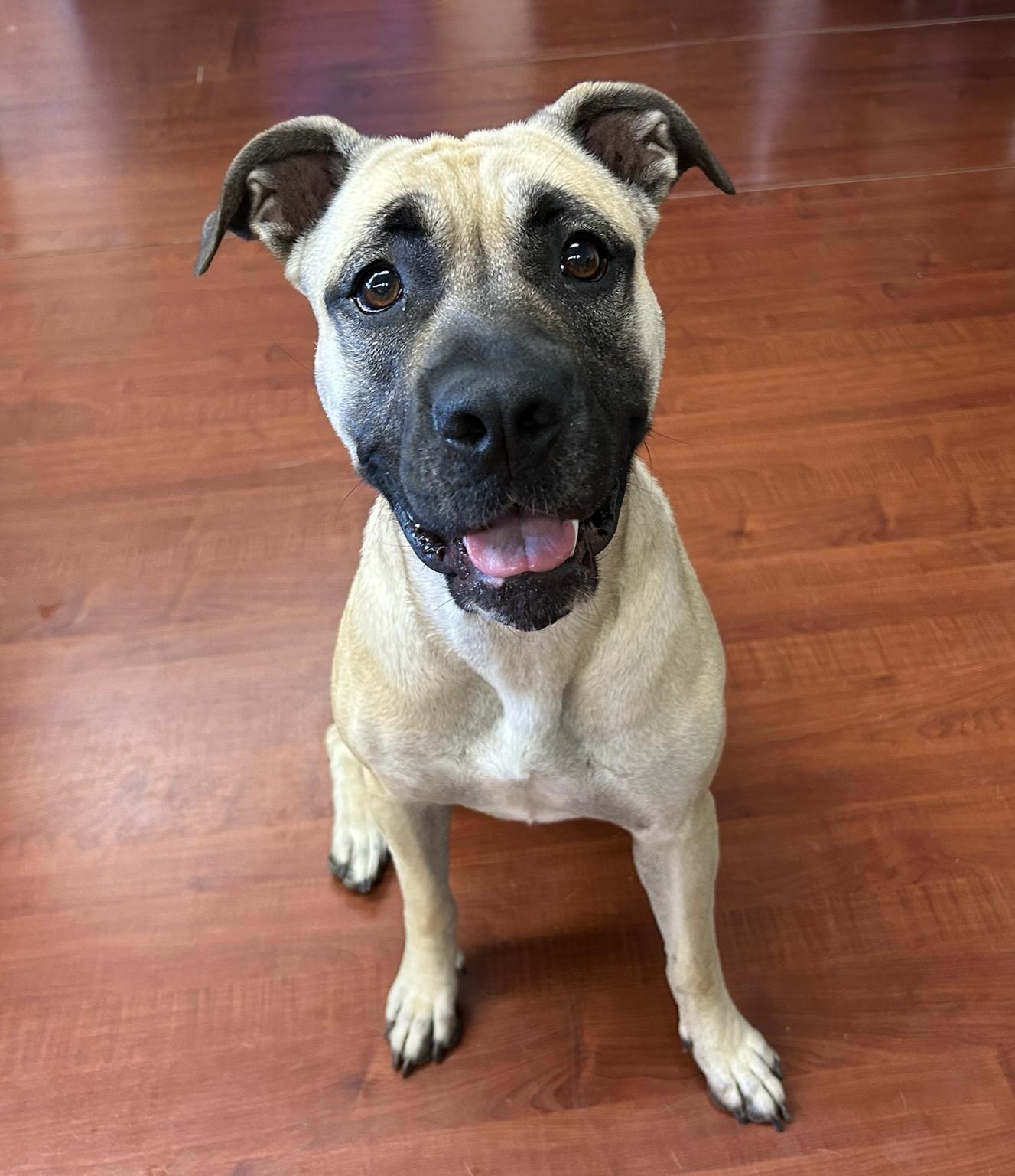 Enlarge Buttercup, a Adoptable Mastiff in Huntington Beach, CA image 1/1