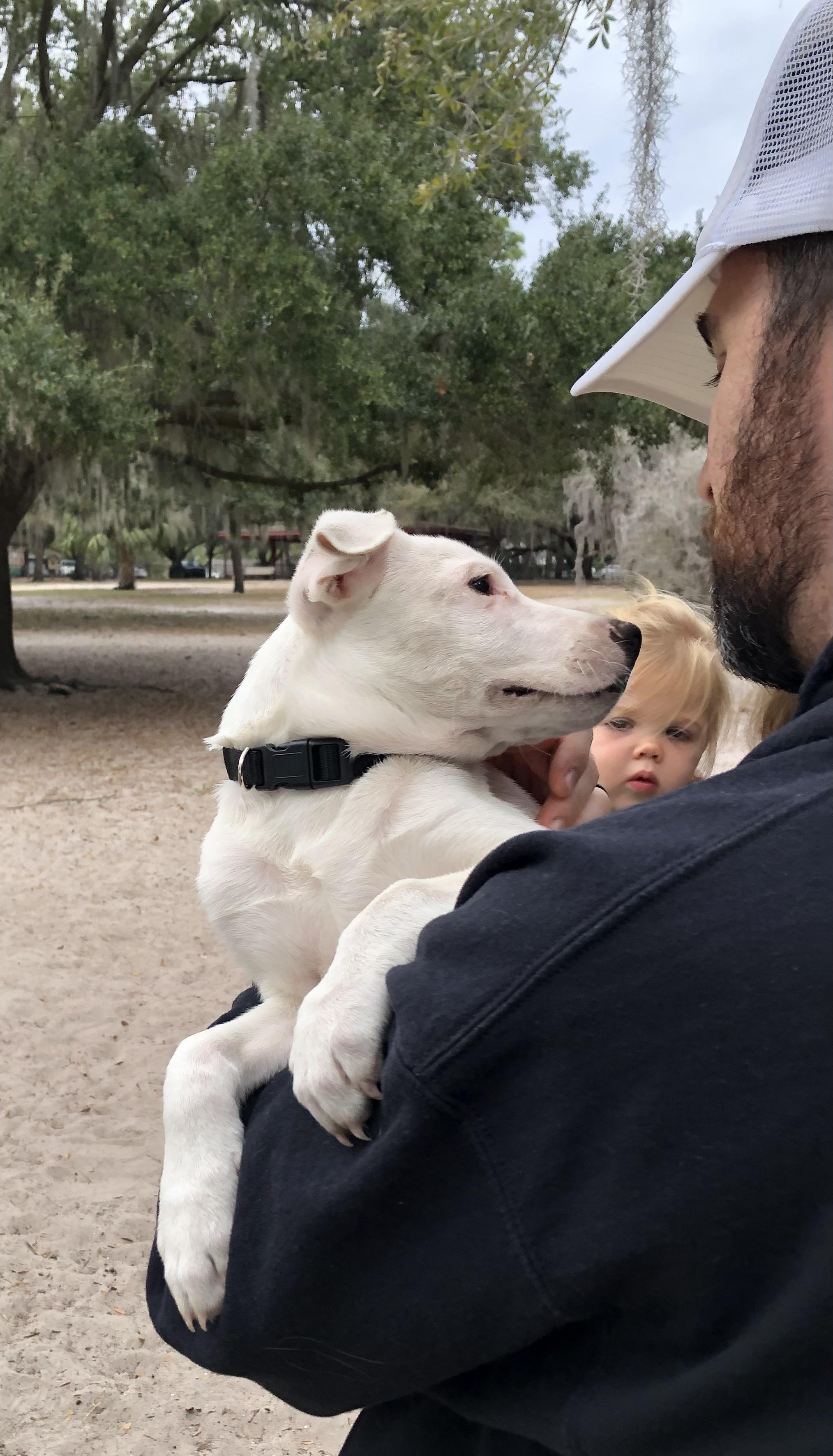 Caleb, an adopted mixed breed in Orlando, FL image 6/6