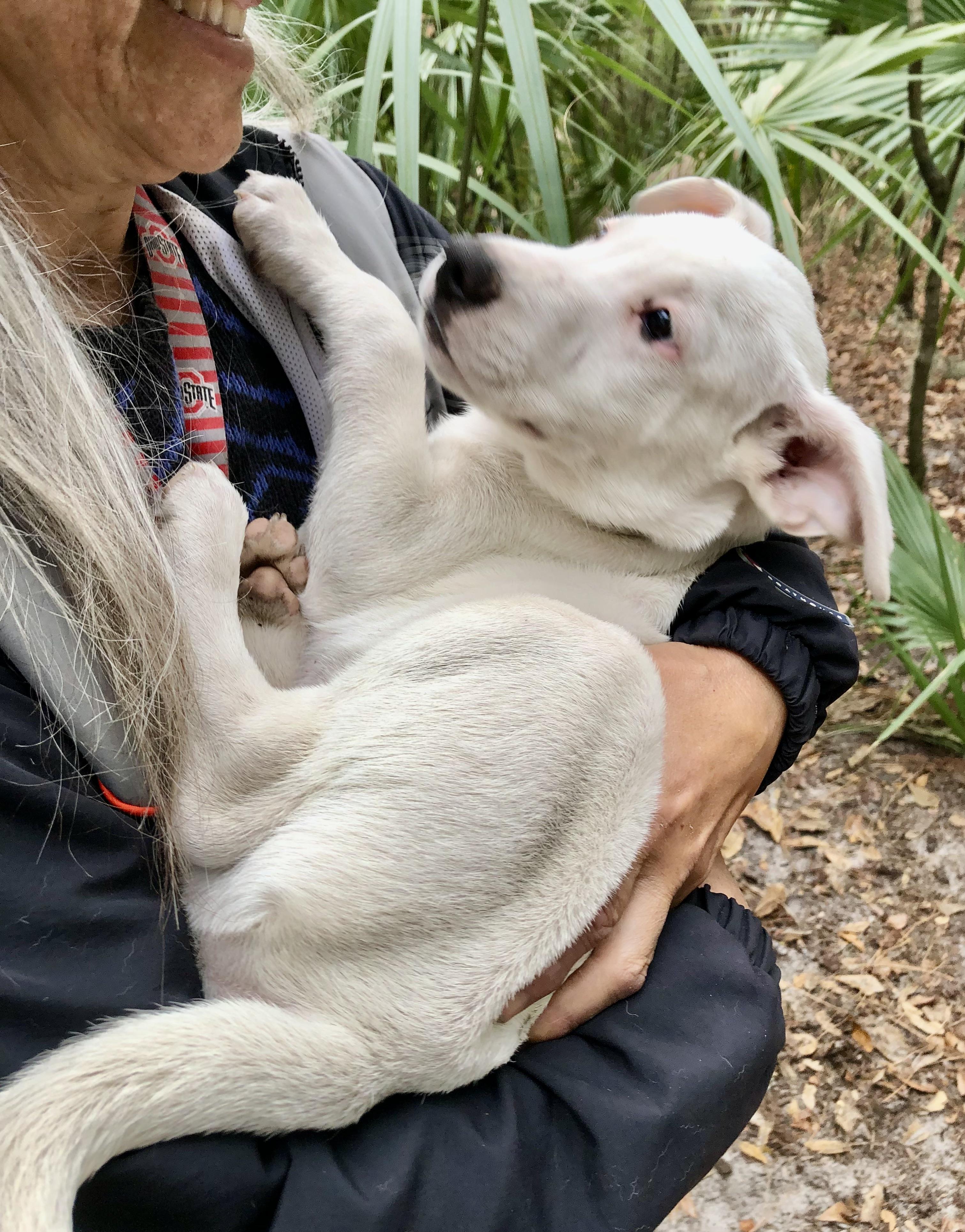 Caleb, an adopted mixed breed in Orlando, FL image 4/6