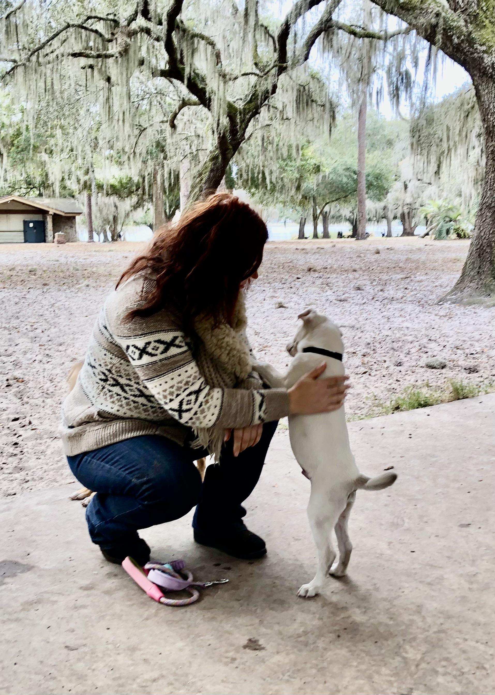 Caleb, an adopted mixed breed in Orlando, FL image 3/6