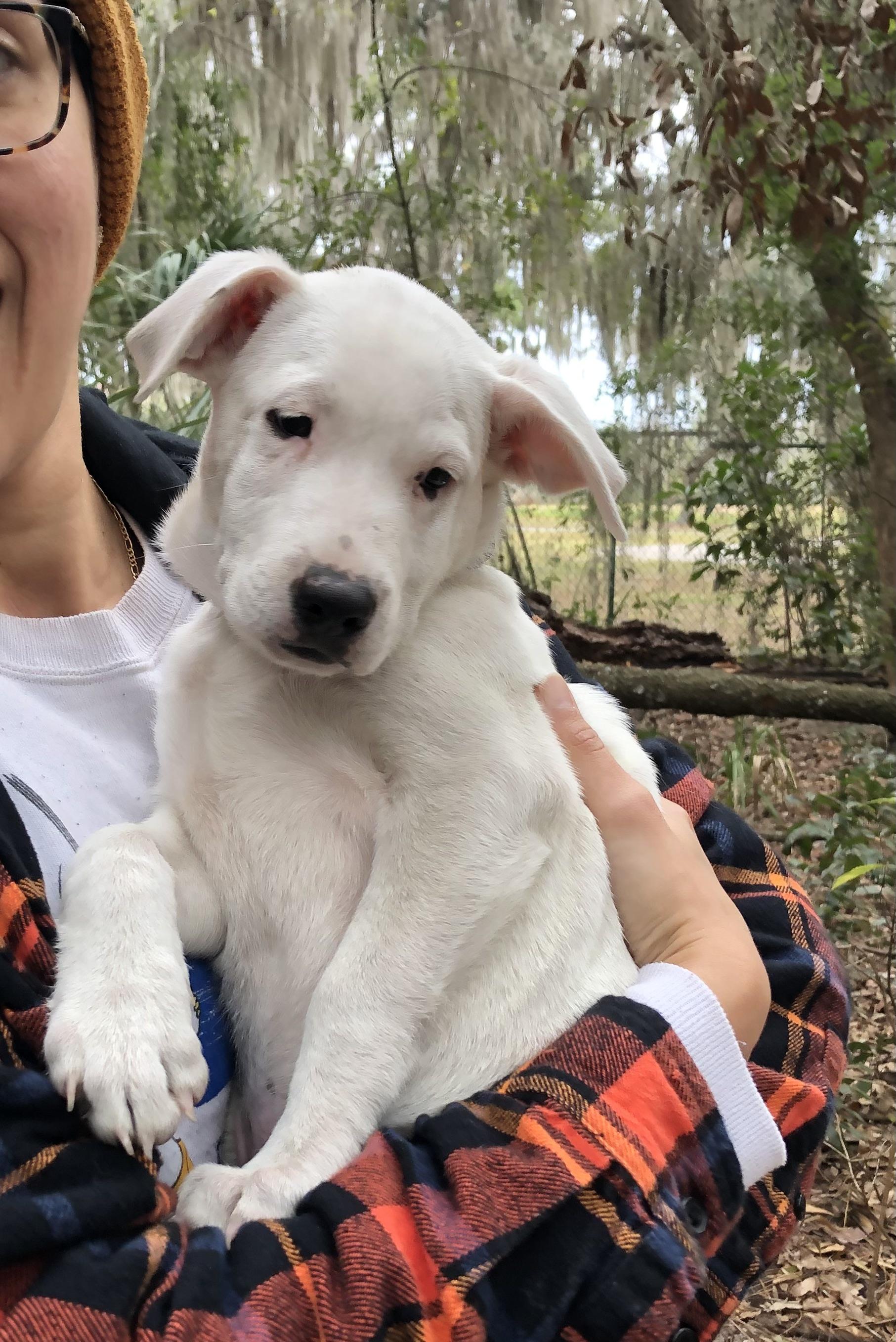 Caleb, an adopted mixed breed in Orlando, FL image 1/6
