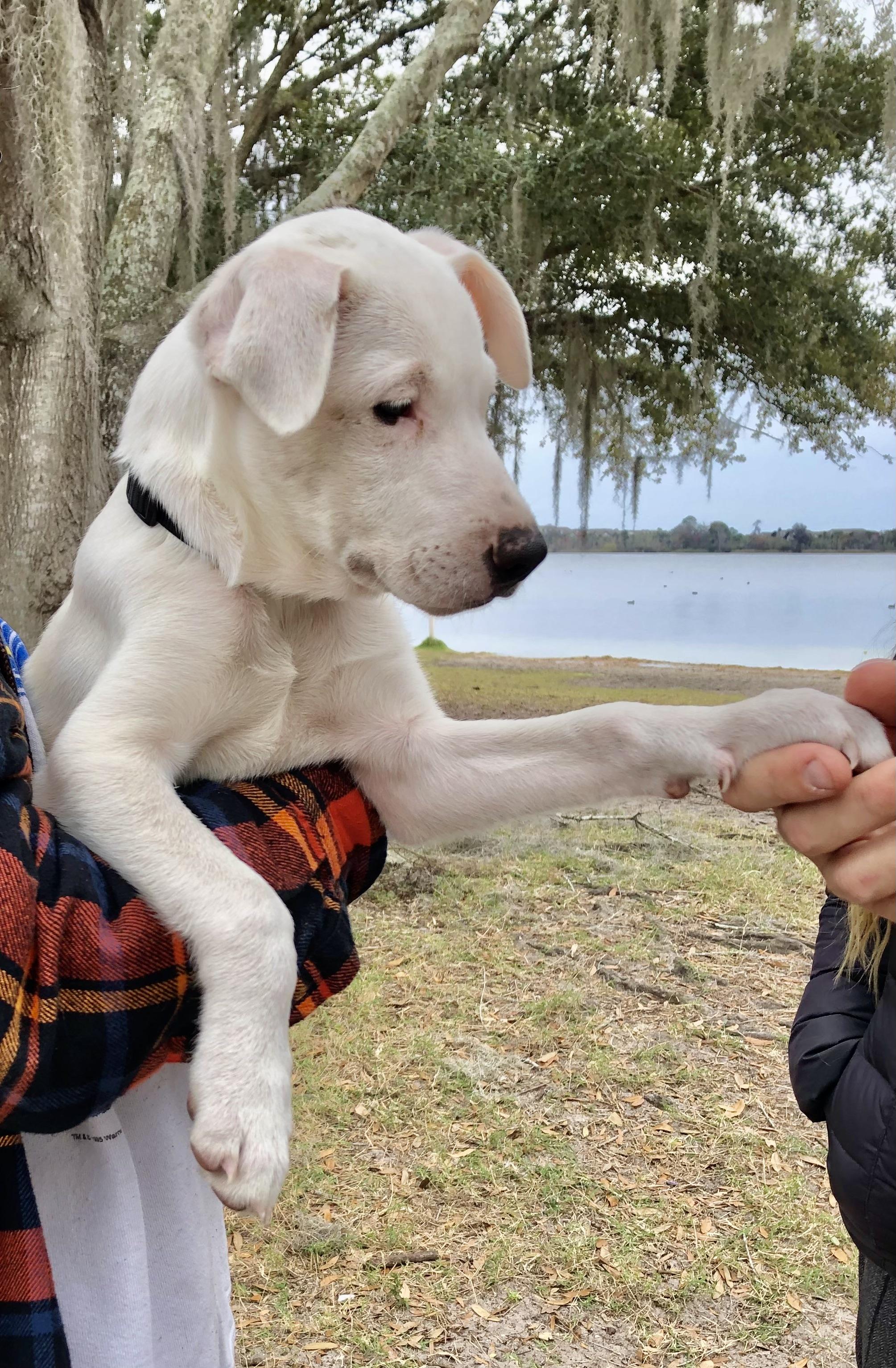 Caleb, an adopted mixed breed in Orlando, FL image 5/6
