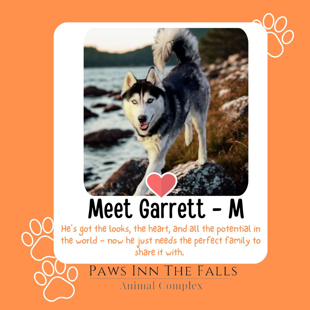 Enlarge Garrett, an adoptable Siberian Husky in Wheatfield, NY image 1/1