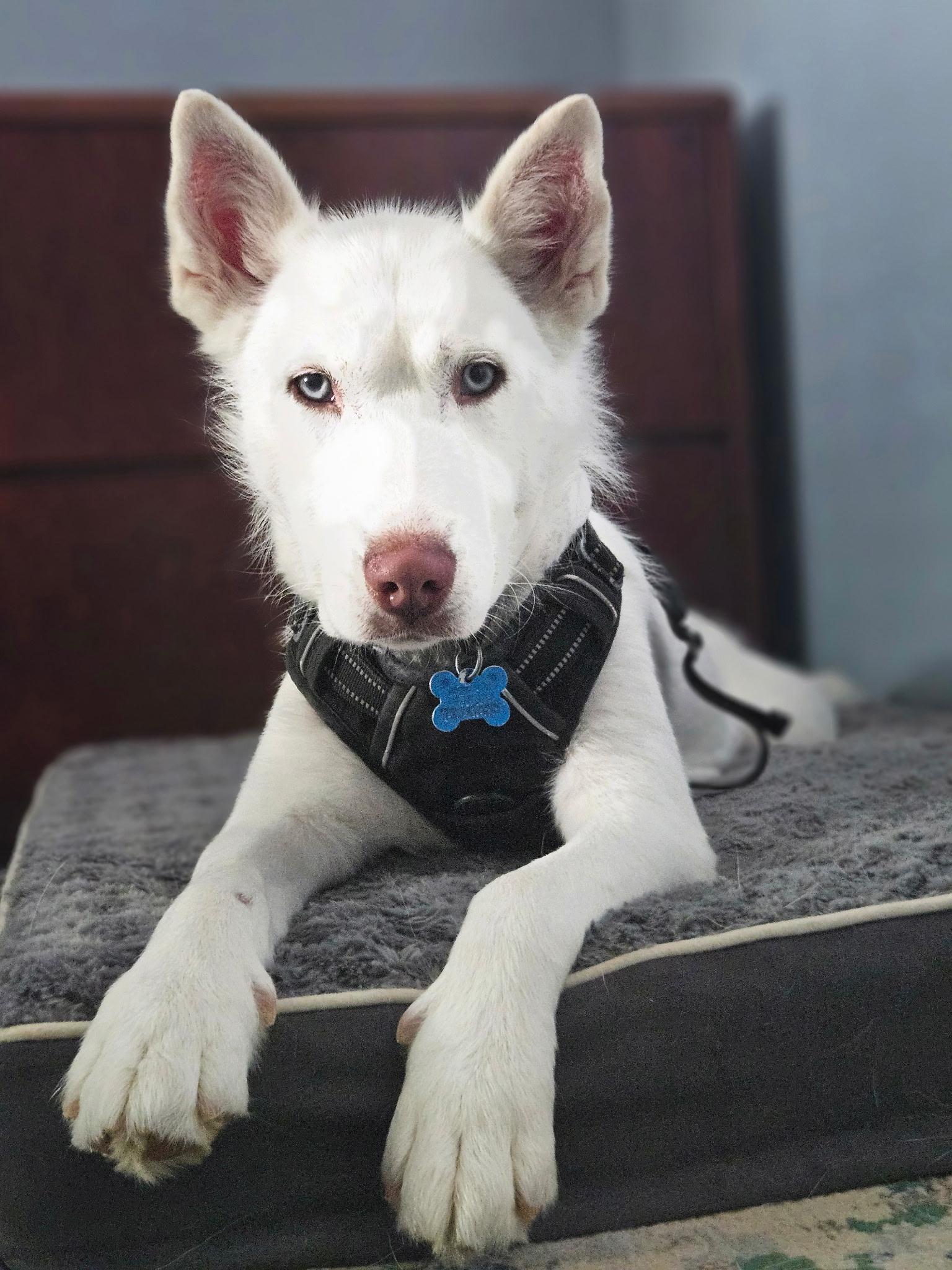 Blanca, ADOPTABLE, Young Female Siberian Husky.