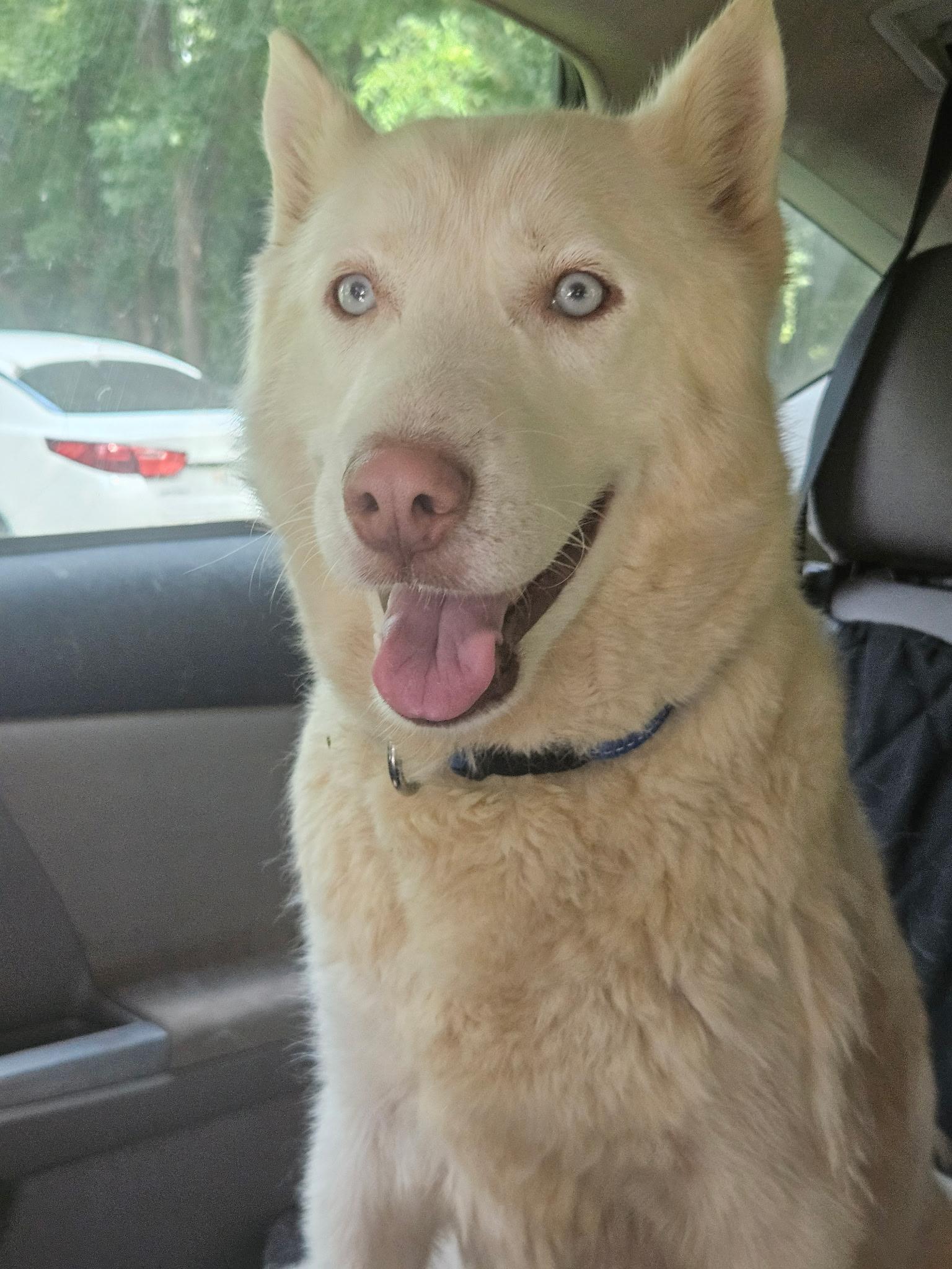 Blanca, a ADOPTABLE Siberian Husky in Jasper, GA image 4/6
