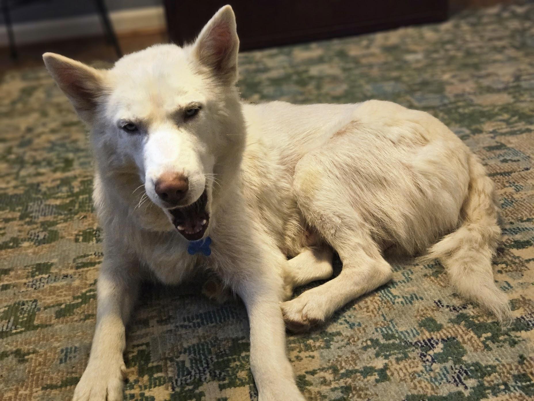 Blanca, a ADOPTABLE Siberian Husky in Jasper, GA image 6/6