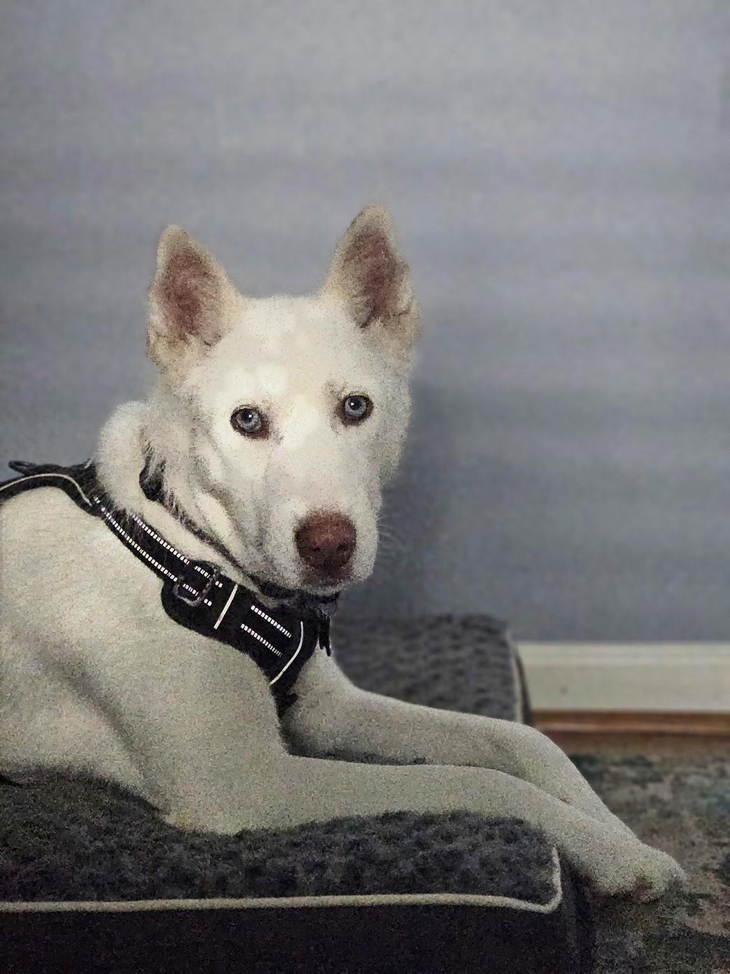 Blanca, a ADOPTABLE Siberian Husky in Jasper, GA image 2/6