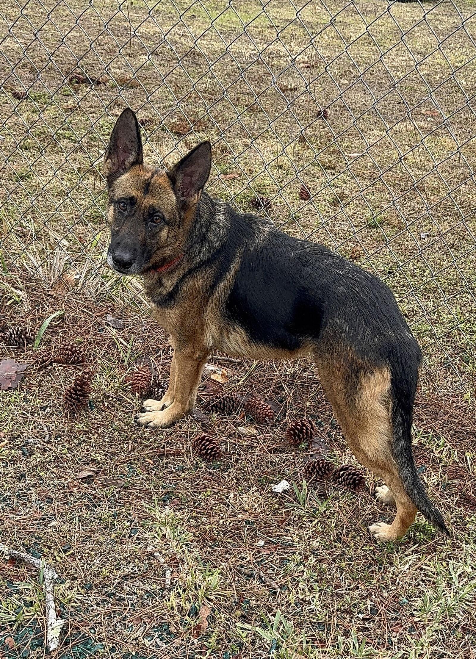 Freya 3153, Adoptable, Adult Female German Shepherd Dog.