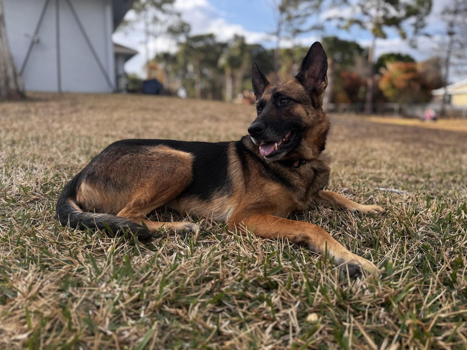 Enlarge Freya 3153, a Adoptable German Shepherd Dog in Pompano Beach, FL image 2/3