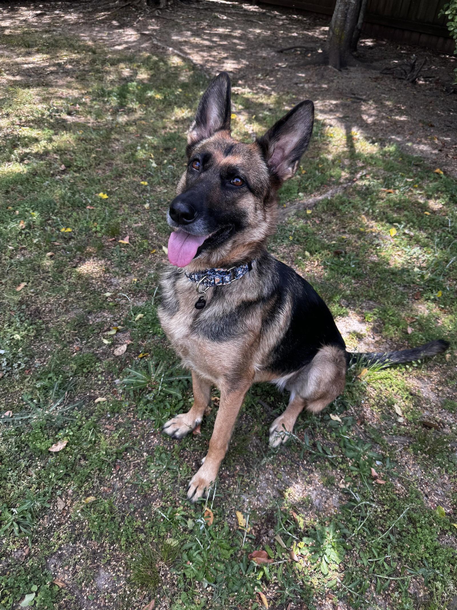 Enlarge Freya 3153, a Adoptable German Shepherd Dog in Pompano Beach, FL image 1/3