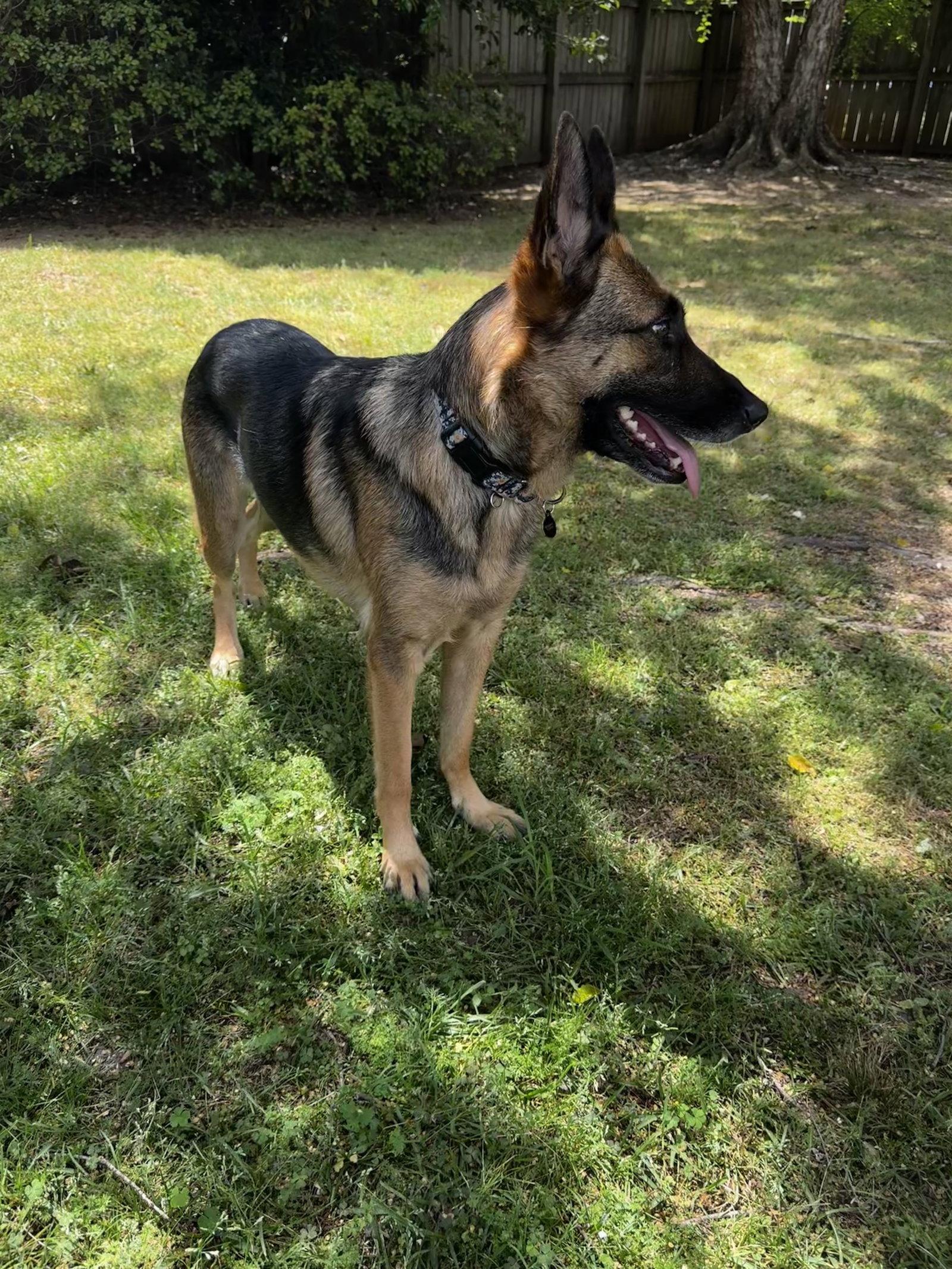 Enlarge Freya 3153, a Adoptable German Shepherd Dog in Pompano Beach, FL image 2/3