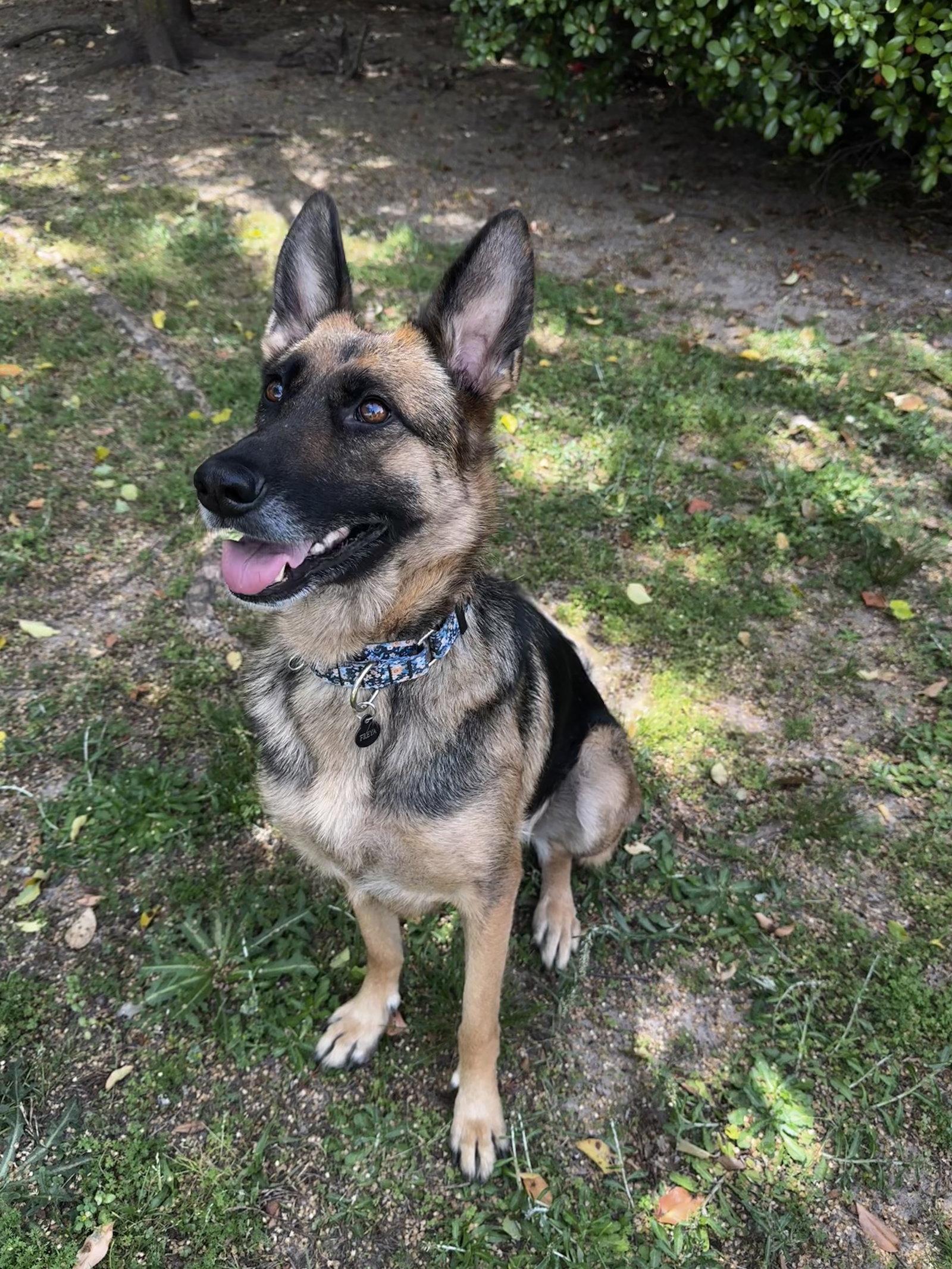 Enlarge Freya 3153, a Adoptable German Shepherd Dog in Pompano Beach, FL image 3/3