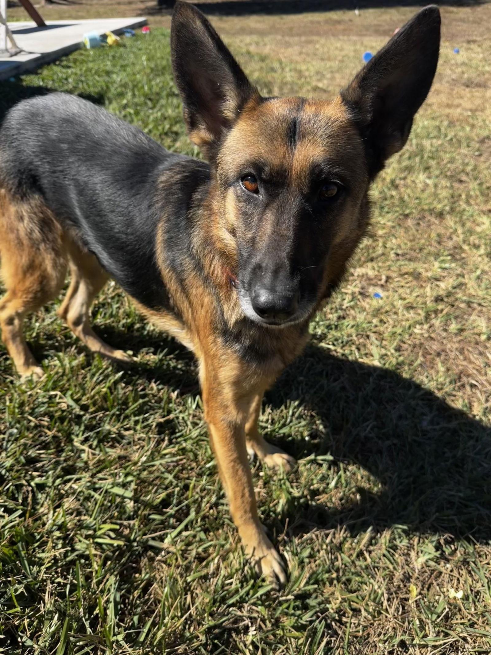Freya 3153, a Adoptable German Shepherd Dog in Pompano Beach, FL image 2/3
