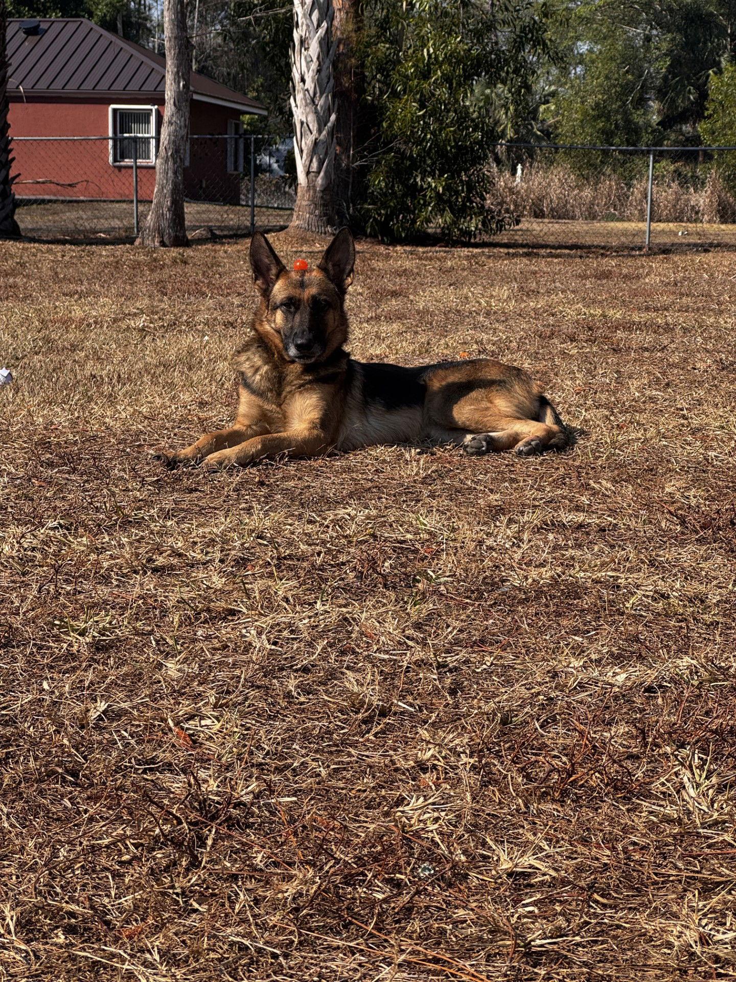 Freya 3153, a Adoptable German Shepherd Dog in Pompano Beach, FL image 3/3