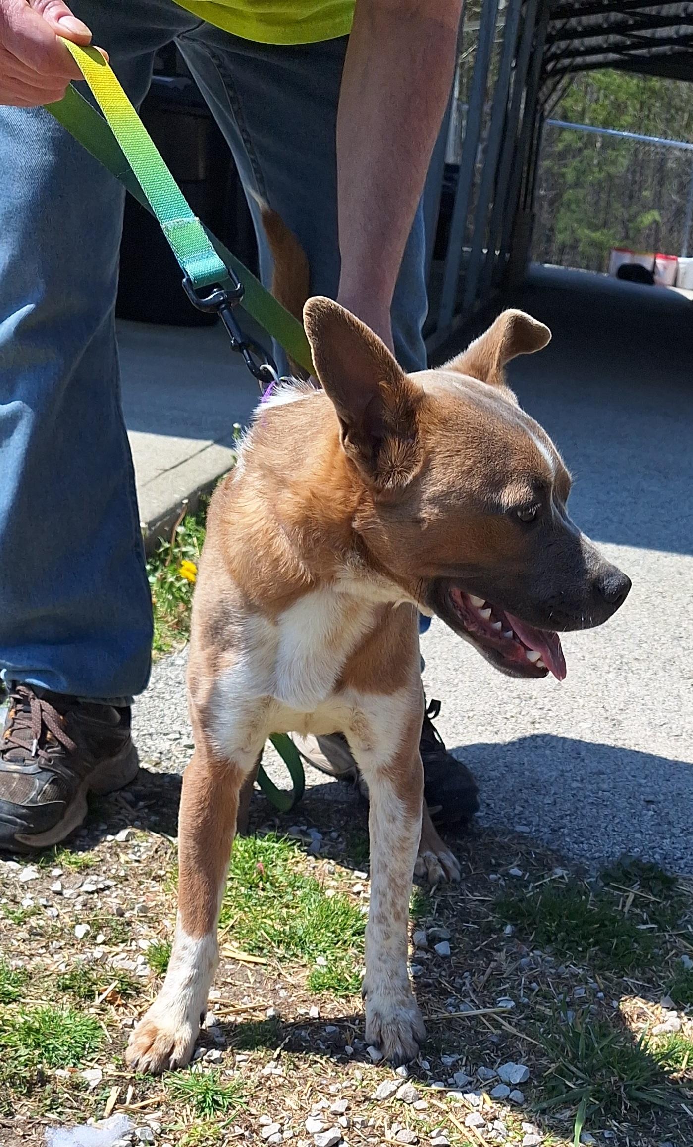 Enlarge Moose, a ADOPTABLE mixed breed in Stanton, KY image 4/6