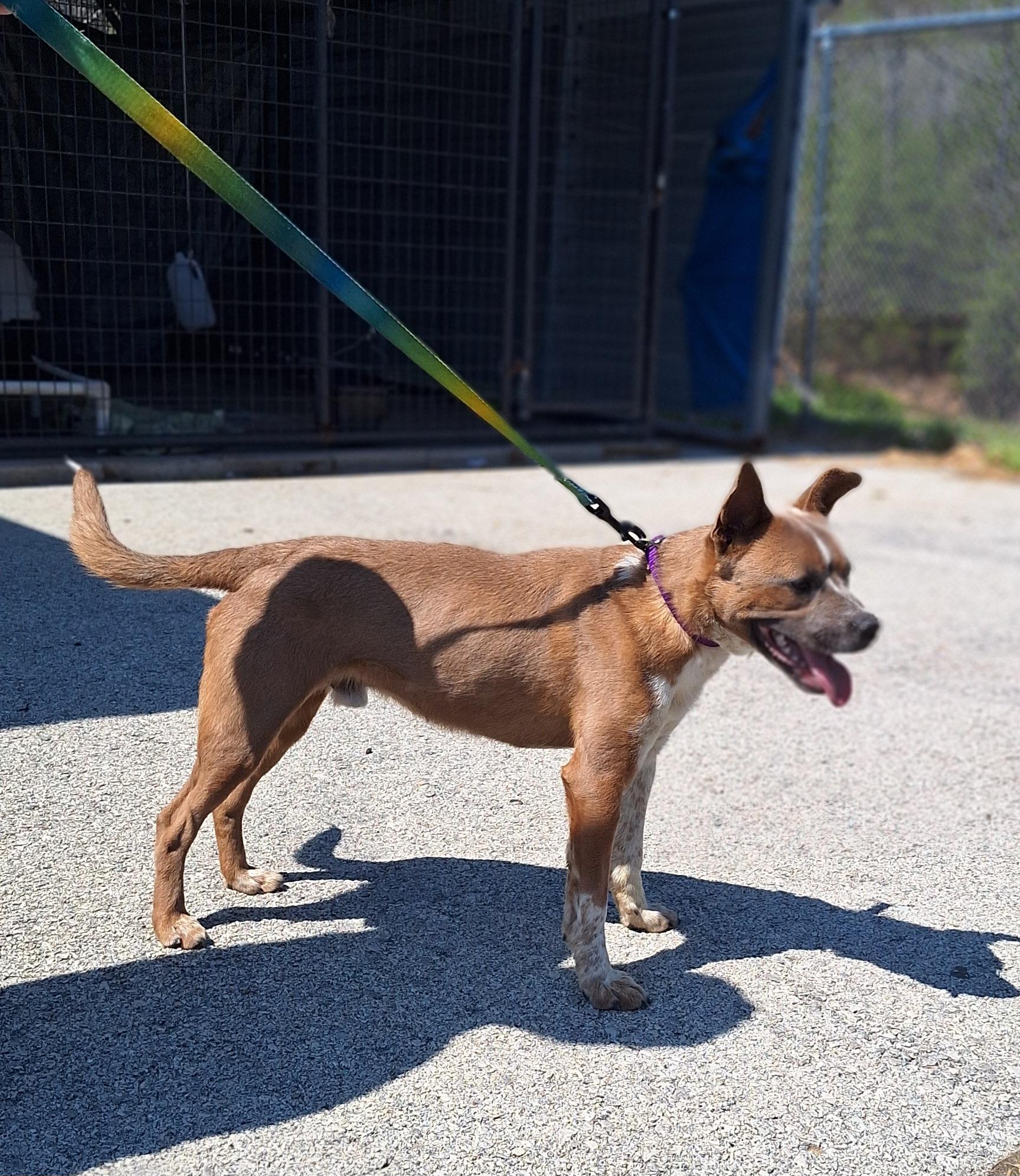Enlarge Moose, a ADOPTABLE mixed breed in Stanton, KY image 3/6