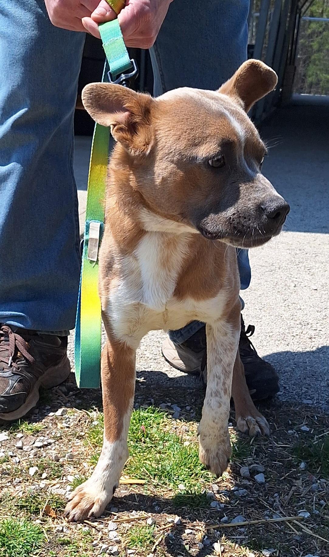 Enlarge Moose, a ADOPTABLE mixed breed in Stanton, KY image 6/6