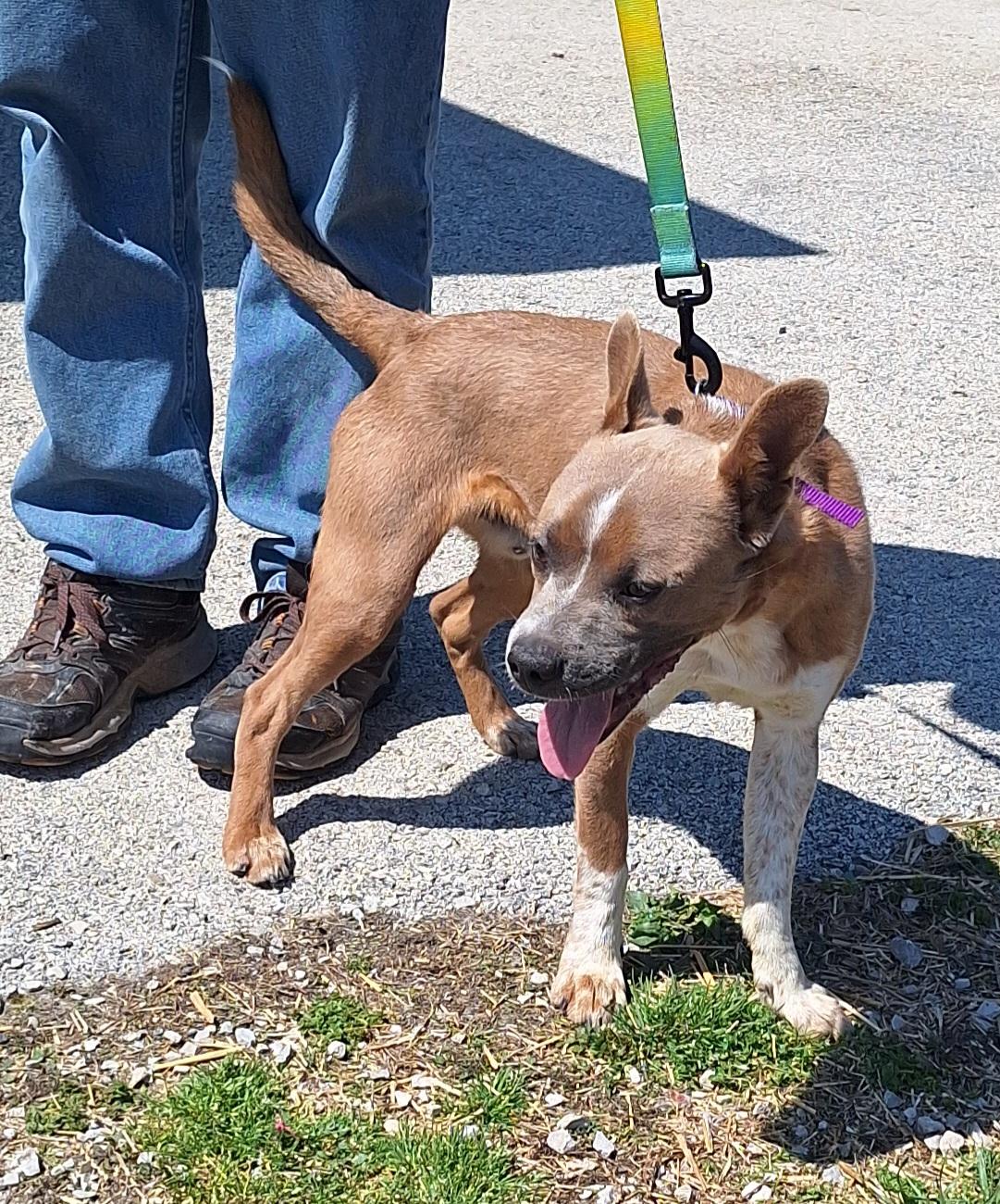 Enlarge Moose, a ADOPTABLE mixed breed in Stanton, KY image 2/6
