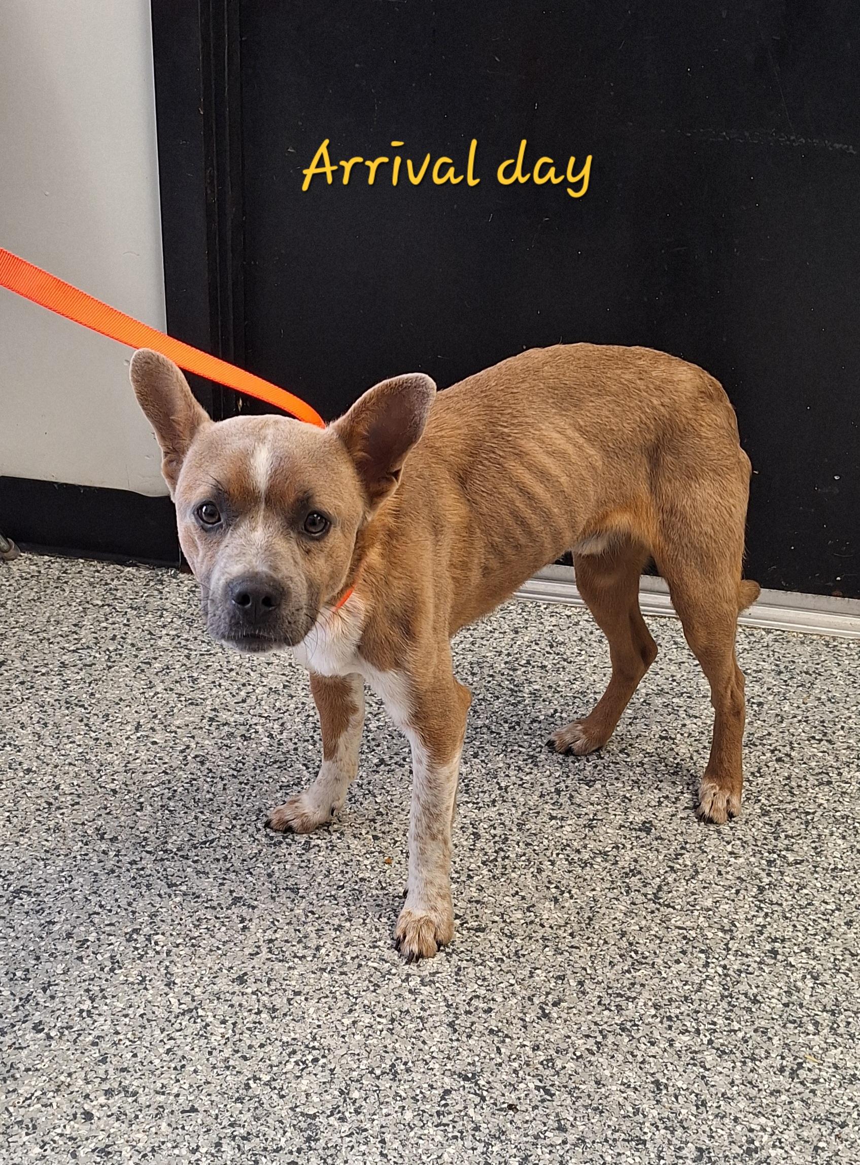 Enlarge Moose, a ADOPTABLE mixed breed in Stanton, KY image 5/6