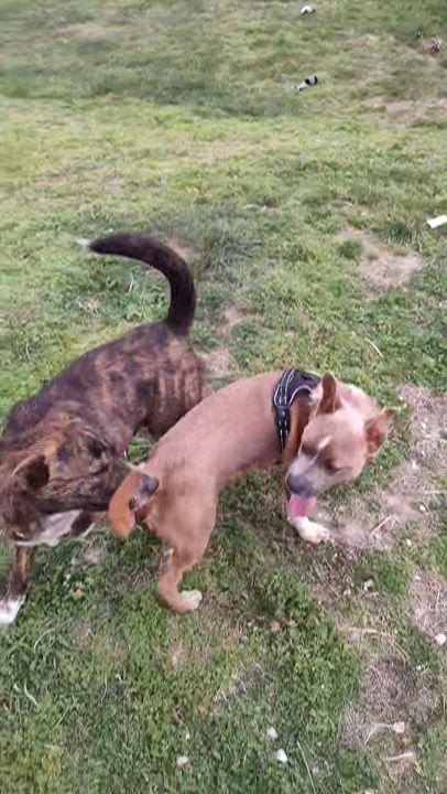 Enlarge Moose, a ADOPTABLE mixed breed in Stanton, KY video 6/6