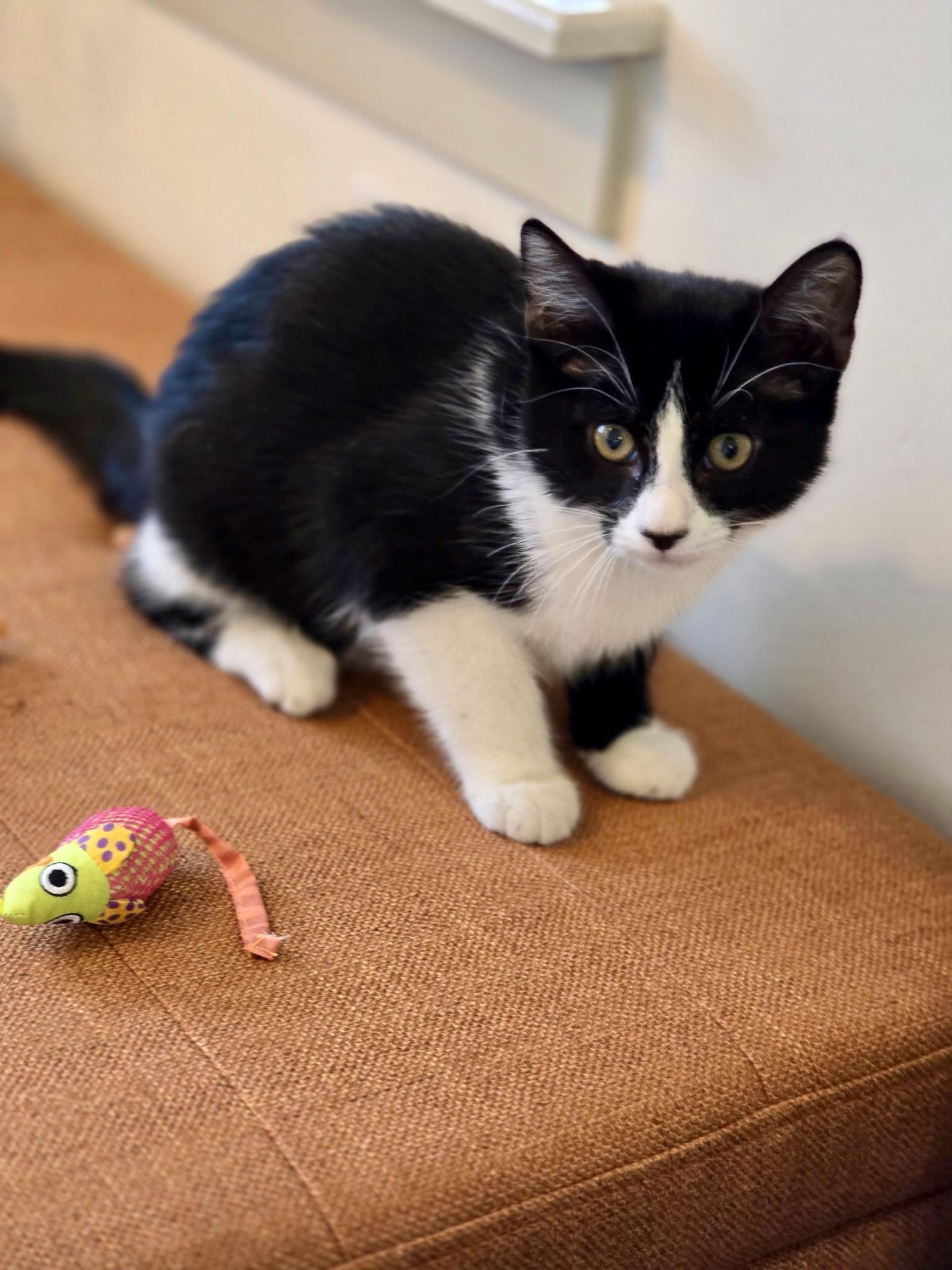 Aurora, Adopted, Kitten Female Domestic Short Hair.