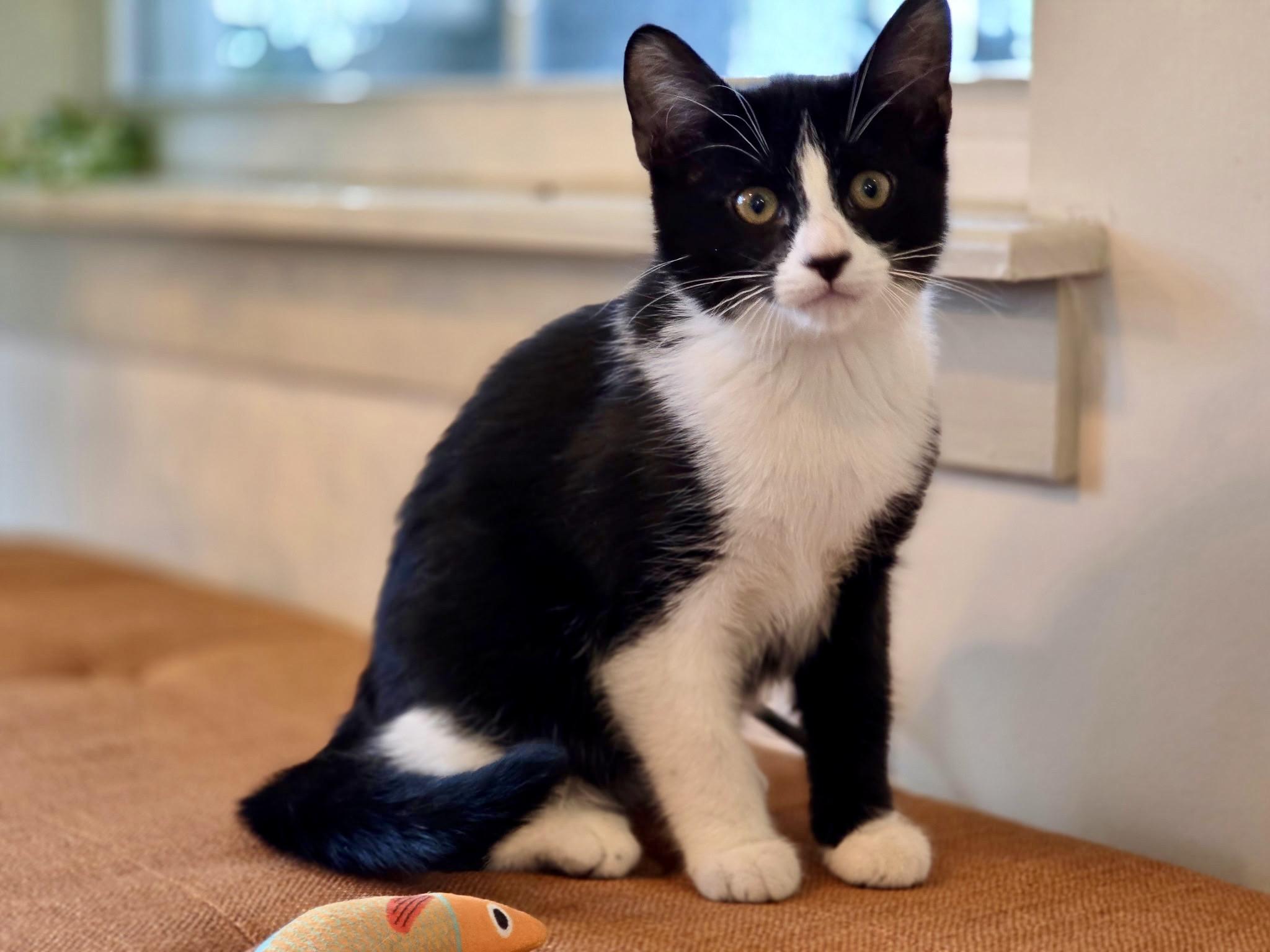 Aurora, Adopted, Kitten Female Domestic Short Hair.