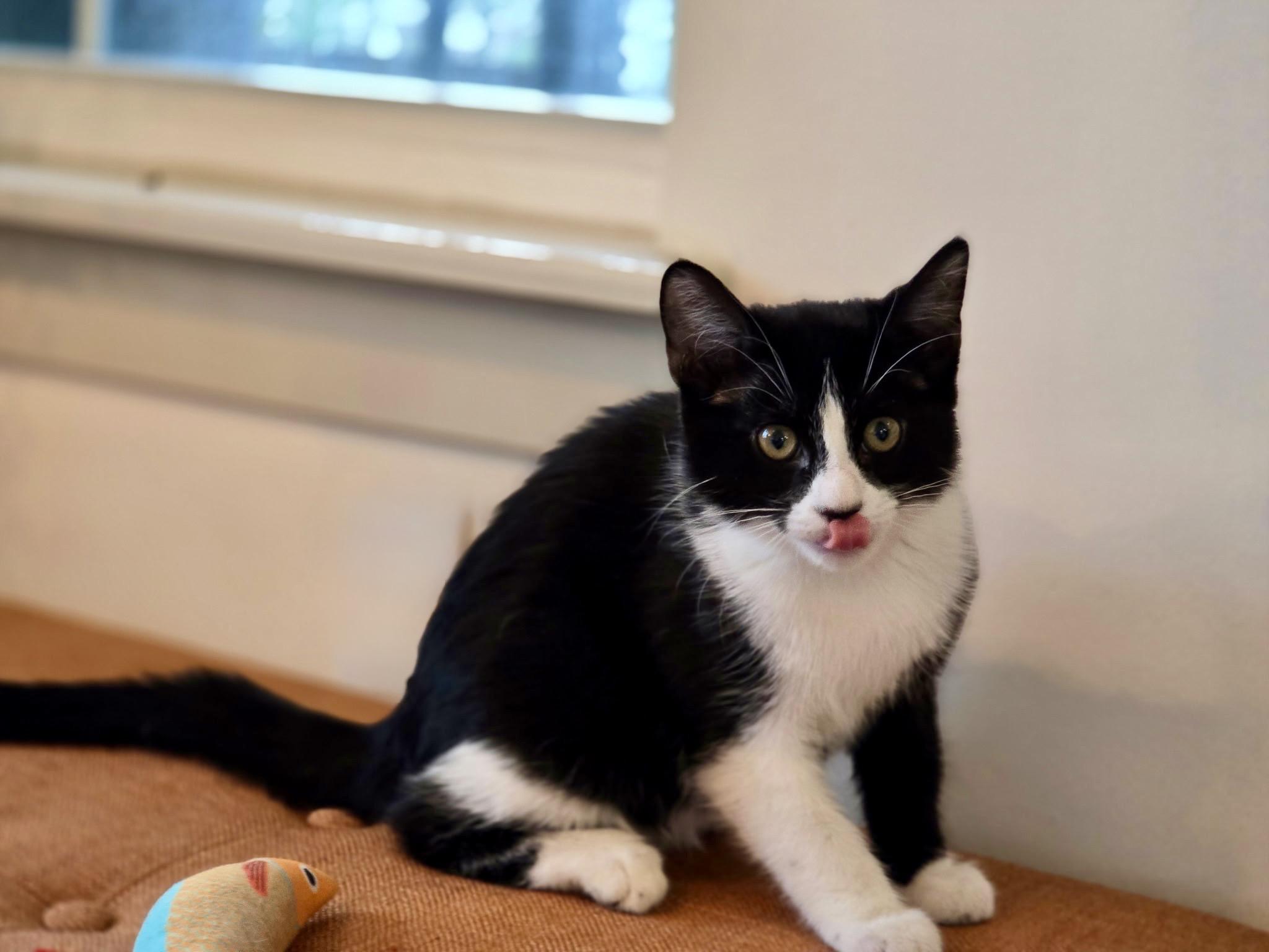 Enlarge Aurora, a Adopted mixed breed in Danbury, CT image 3/3