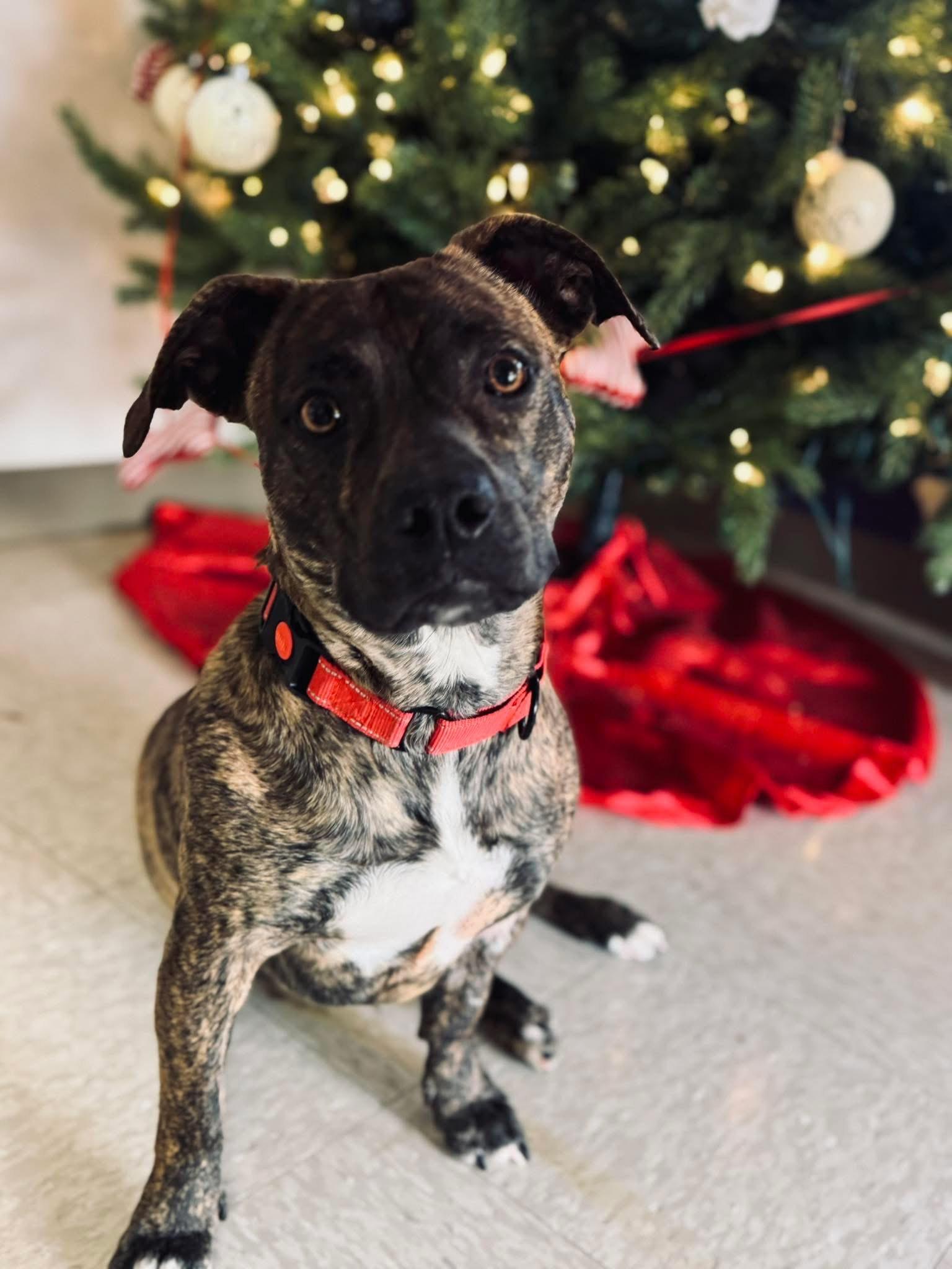 Mercedes, Adoptable, Adult Female Mixed Breed.