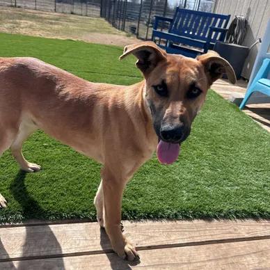 Enlarge Snoopy, an adopted mixed breed in Thornton, TX image 1/1