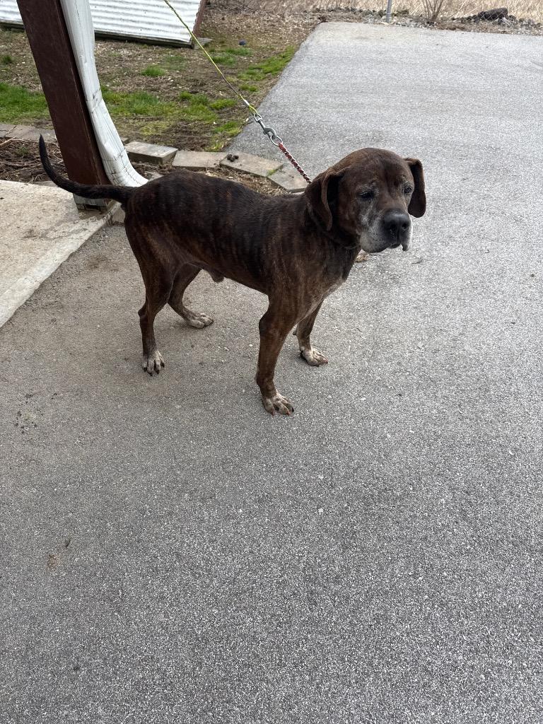 BENJI, Adoptable, Adult Male Hound & Boxer.