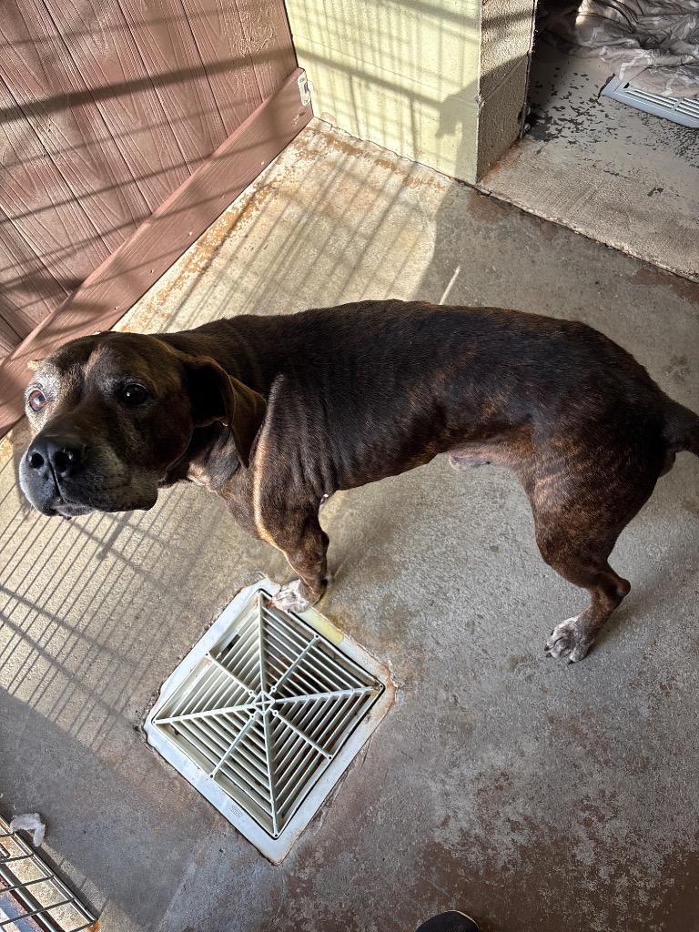 BENJI, Adoptable, Adult Male Hound & Boxer.