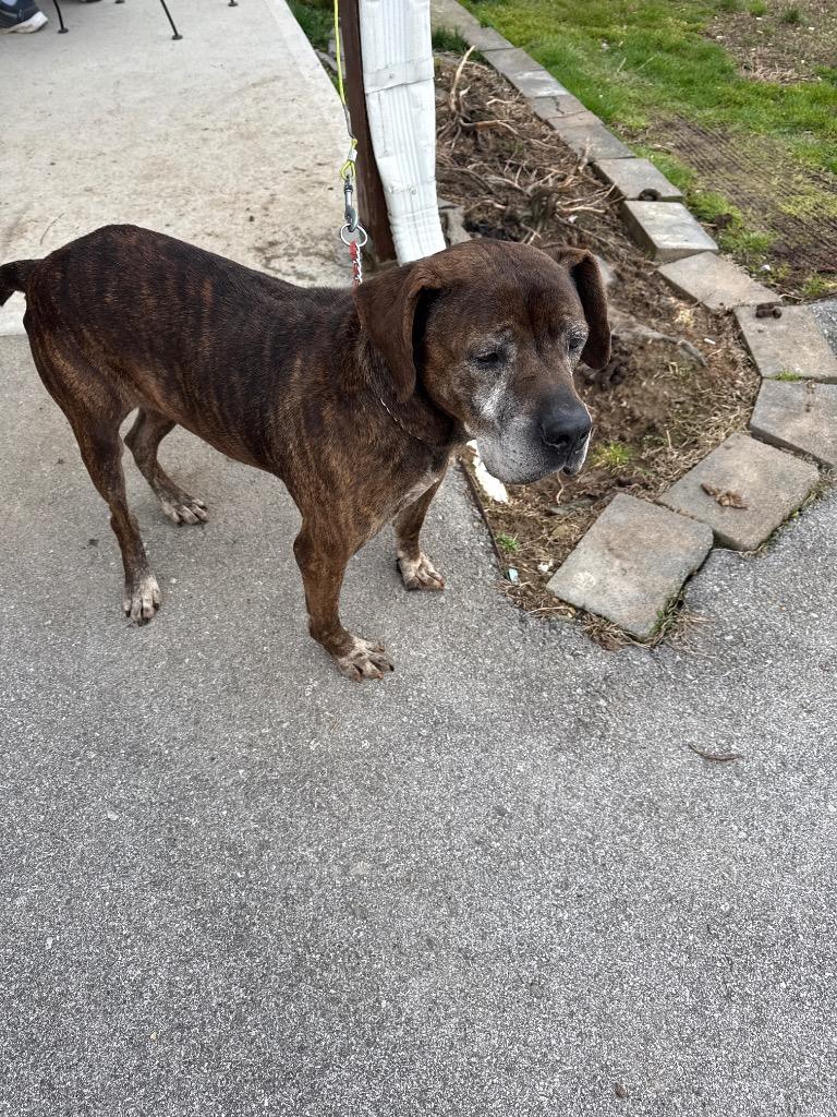 Enlarge BENJI, a Adoptable mixed breed in Crossville, TN image 3/4