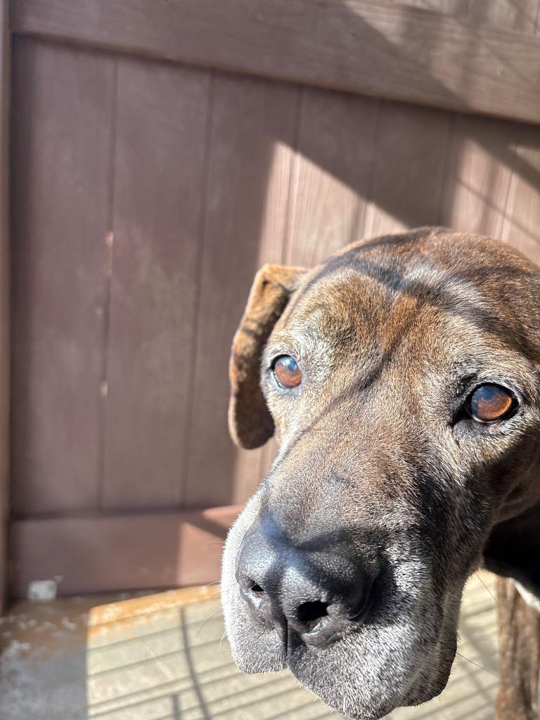 BENJI, Adoptable, Adult Male Hound & Boxer.